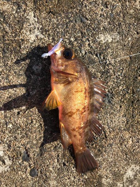 メバダート1インチ青色。