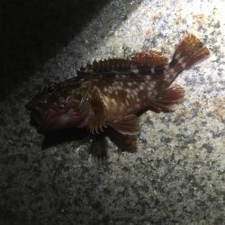 アジング&エギング