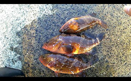 10月にセミが鳴いてたらアイツもいた