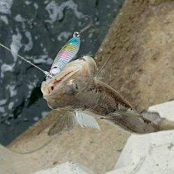 やっと釣れたハマチ君