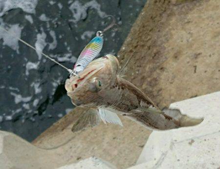 やっと釣れたハマチ君