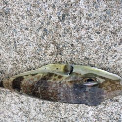 ベラが入れ食いでした