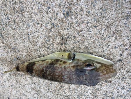 ベラが入れ食いでした