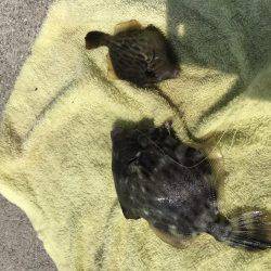 キスからのカワハギ