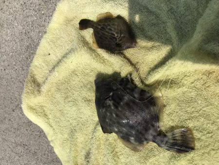 キスからのカワハギ