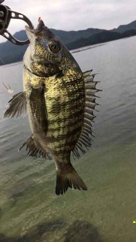 気になっていた地磯