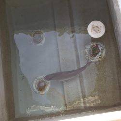 カンパチ、アジ