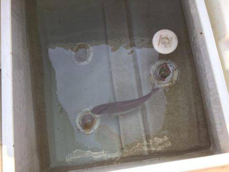 カンパチ、アジ