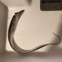 台風前タチウオ