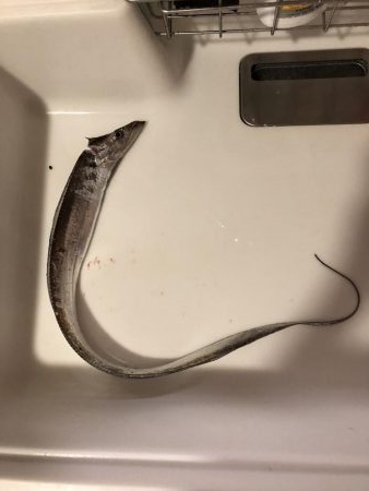 台風前タチウオ