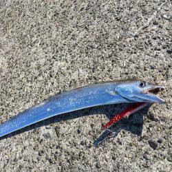 デイサーベリング