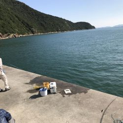 サヨリ かわはぎGET!!