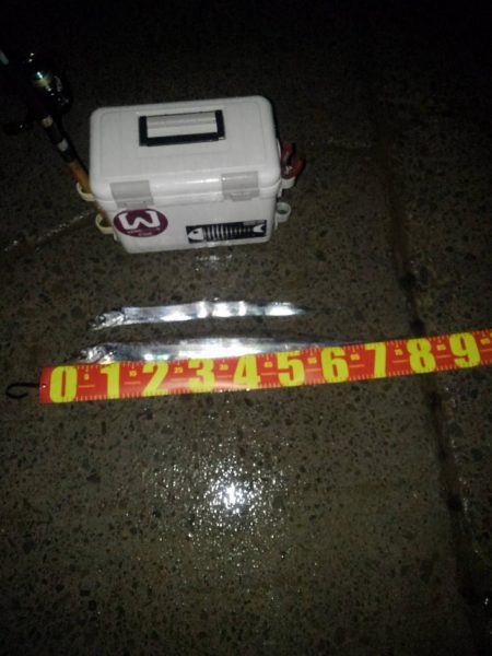 太刀魚探索⁉️