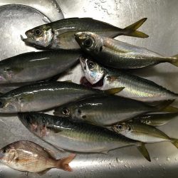 中アジ・中サバ