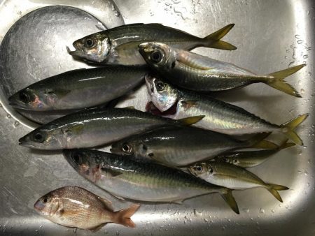 中アジ・中サバ