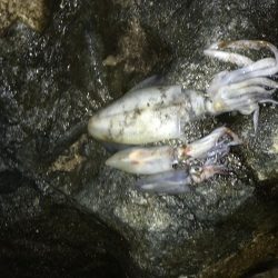 デカイカ求めて！