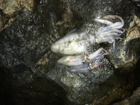 デカイカ求めて！