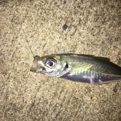 お手軽マゴバチアジング