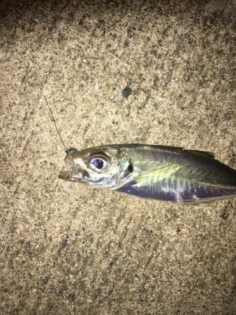 お手軽マゴバチアジング