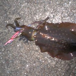 台風前の雨の中