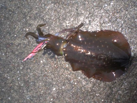 台風前の雨の中