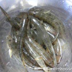 ハゼ釣りは絶好調っ‼