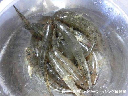 ハゼ釣りは絶好調っ‼