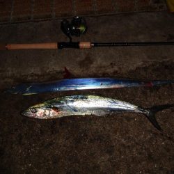 もっと釣れると思ったのに渋かったです