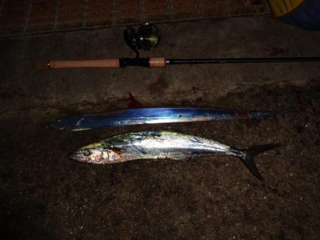 もっと釣れると思ったのに渋かったです