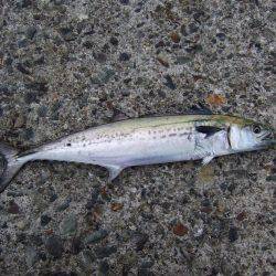 久々のつ抜け！