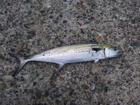 久々のつ抜け！