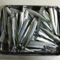 サヨリは女性アングラーに人気ですね