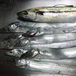 昼タチチャレンジ