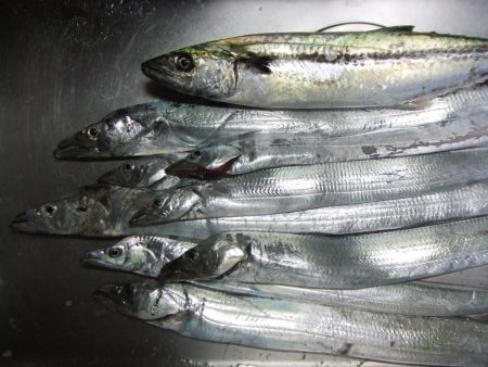 昼タチチャレンジ