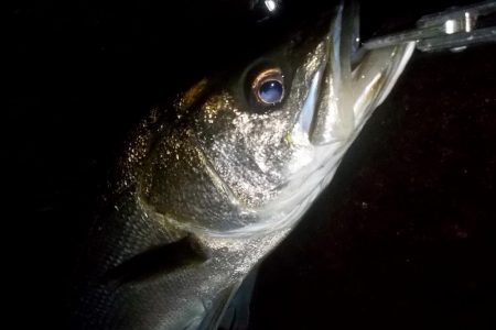 台風通過　跳ね橋　クレイジーナイト