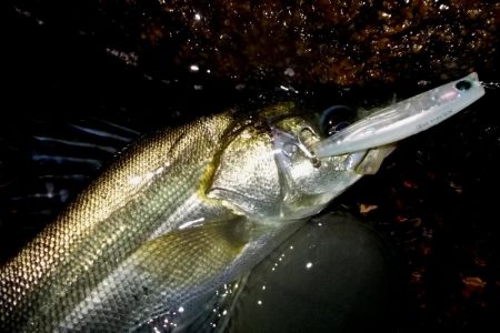 西宮跳ね橋　サイズダウン　５本