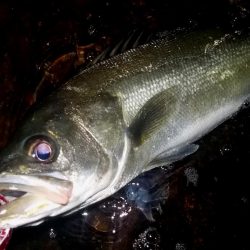 西宮跳ね橋委　台風それて　今夜もマルチ