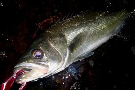 西宮跳ね橋委　台風それて　今夜もマルチ