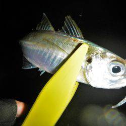 飽きもせずアジ