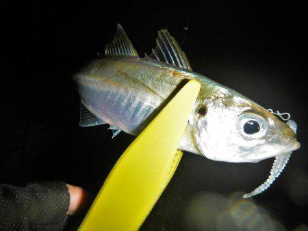 飽きもせずアジ