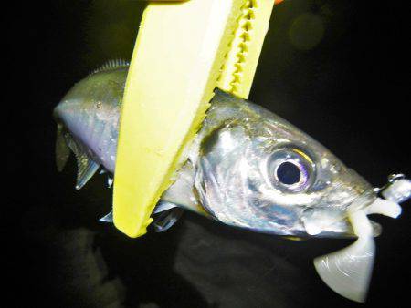 サイズはいいが…