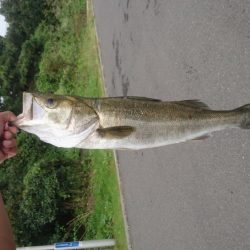 大雨直後を狙って