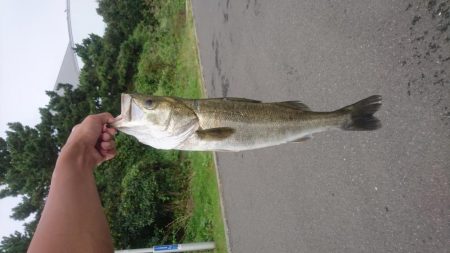 大雨直後を狙って