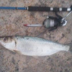 ターポンです。