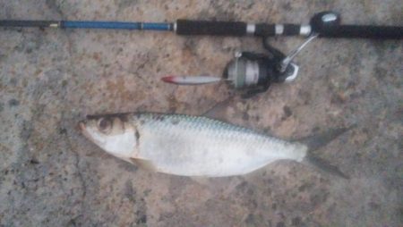 ターポンです。