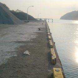 早朝アオリイカ