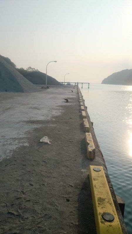 早朝アオリイカ