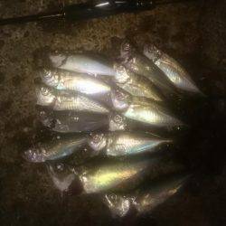 鯵時々太刀魚カッター…