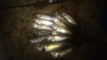 鯵時々太刀魚カッター…