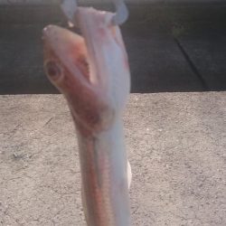 ライトショアジギング